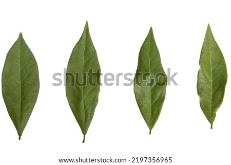 laurel isolated on white background. Fresh bay leaves. Top view. Flat lay