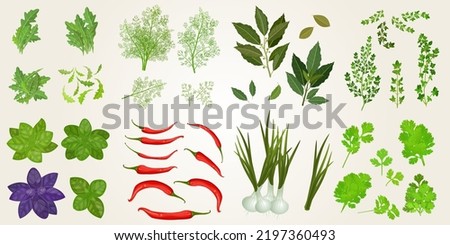 Collection of herbs and spices on white background. arugula, dill, chilli pepper, onion, red and green basil, thyme, bay leaf, parsley. bunch of fresh culinary plants. realistic vector illustration   Royalty-Free Stock Photo #2197360493