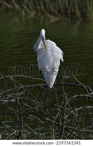 Egret is sitting on a dry branch in the pond