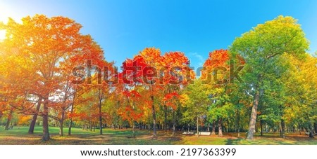 Autumn forest landscape. Gold color tree, red orange foliage in fall park. Nature change scene. Yellow wood in scenic scenery. Sun in blue sky. Panorama of a sunny day, wide banner, panoramic view. Royalty-Free Stock Photo #2197363399