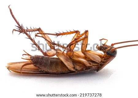 closeup of dead cockroach Royalty-Free Stock Photo #219737278