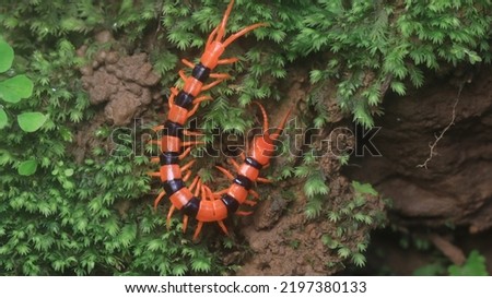 Tiger centipede at Chorla ghat rainforests Royalty-Free Stock Photo #2197380133