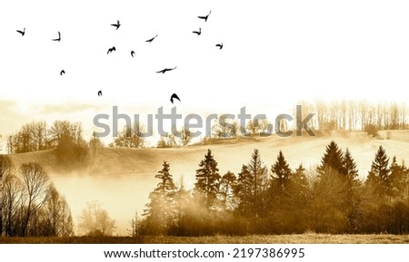 autumnal picture - fogy forest and flying birds