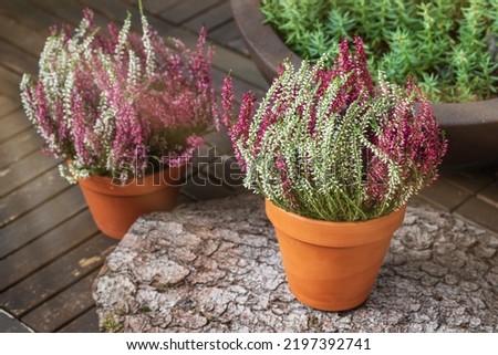 Blooming white and pink heather flowers (calluna vulgaris L.) in clay pot on wooden terrace floor in garden in sunny day. Autumn and winter plants cultivating. Royalty-Free Stock Photo #2197392741