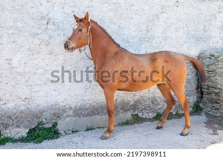 Red thoroughbred Arabian stallion, A young foal of the Arabian breed in a stable Royalty-Free Stock Photo #2197398911