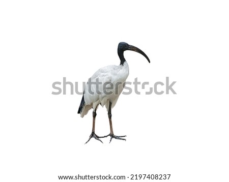 african sacred ibis isolated on white background Royalty-Free Stock Photo #2197408237