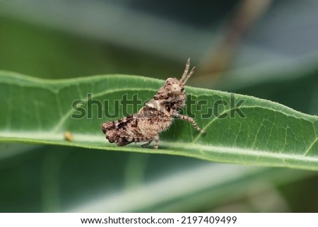 Little White Collar Stone Grasshopper 
