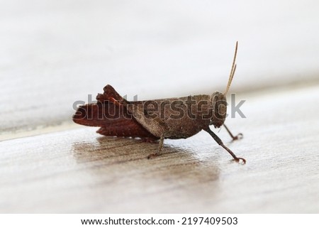 Red Brown Grasshopper on the Floor