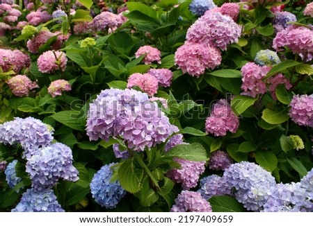 Blue, purple and pink bigleaf hydrangea or French hydrangea or penny mac or hortensia (Hydrangea macrophylla) flowers close up  Royalty-Free Stock Photo #2197409659