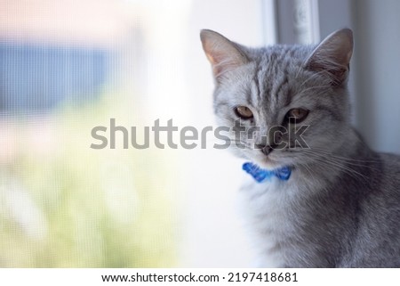 gray kitten lying at home, sitting on windowsill