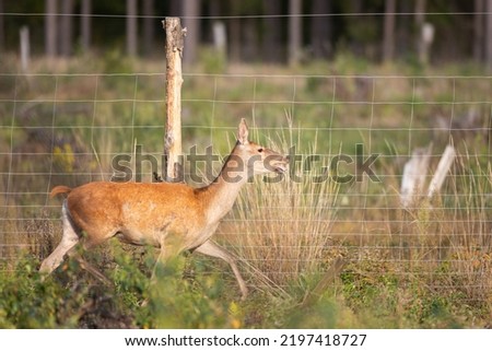 Cute red deer, Cervus elaphus, hind and fawn in nature looking aside with copy space. wild animals in wilderness Poland Royalty-Free Stock Photo #2197418727