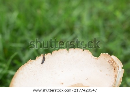 Close up detail of a mushroom in the grass with an earwig bug on top. 