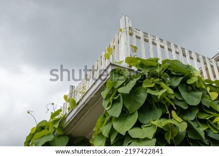 View of wooden railing and vines on a building