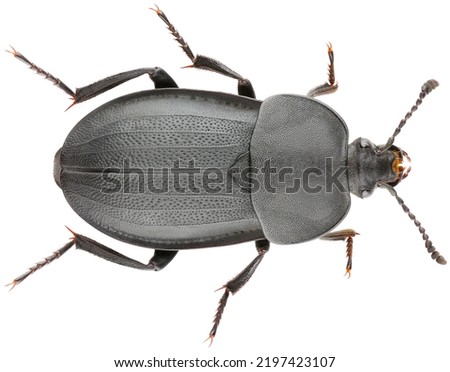 Silpha tristis is a species of carrion beetle in the family Silphidae. Dorsal view of isolated carrion beetle on white background. Royalty-Free Stock Photo #2197423107