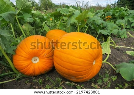 Three large orange pumpkins close-up lying on the ground. Green leaves and blue sky.                  