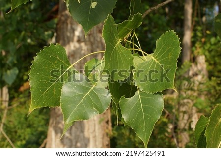 Cottonwood leaves on the shores of Lake Champlain