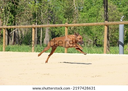 run dog outdoor , rodhesian ridgeback 