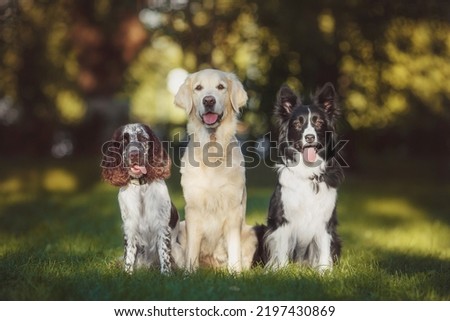 dog pet Golden Retriever Spaniel Border Collie Royalty-Free Stock Photo #2197430869