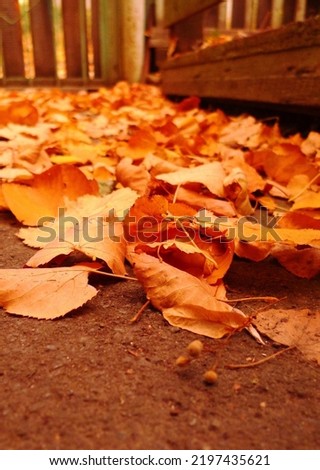 Orange autumn fallen leaves lie in a thick layer on an asphalt path in the park. The beginning of autumn and autumn leaf fall. Bottom view, leaves and road close-up. Image with selective focus