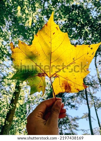 Large leaf held up to sky