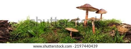 Panorama of several brown mushrooms on wet and humid green mossy log. Isolated on white. Royalty-Free Stock Photo #2197440439