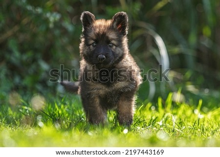 Portrait of a six weeks old german shepherd puppy dog playing in a garden in late summer outdoors