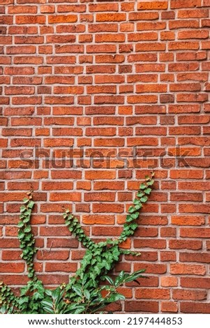 Vertical photo with the texture of a brick wall and creeping green ivy as a hedge and ornamental plant in a country house
