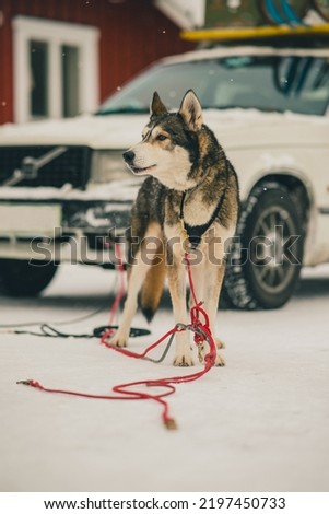 Polar dog or husky ready to pull a sled. Dogs tied together to form a sleigh towing union in winter time in typical sweden scenery. Red rope visible.