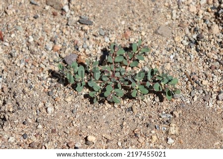 Spotted Spurge Prostrate Weed Plant Invasive Growing Closeup Close Up Royalty-Free Stock Photo #2197455021