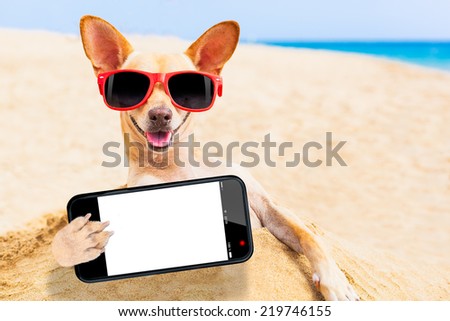 chihuahua dog at the beach with sunglasses taking a selfie with blank white empty smartphone screen