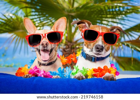 couple of dogs on summer vacation at the beach under a palm tree