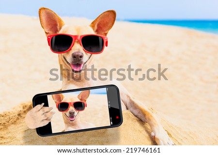 chihuahua dog at the beach with sunglasses taking a selfie