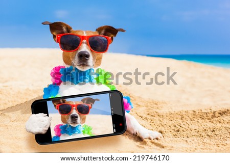 dog at the beach with a flower chain at the ocean shore wearing sunglasses taking a selfie