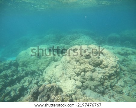 Coral reefs in the Red Sea - Hurghada - Egypt