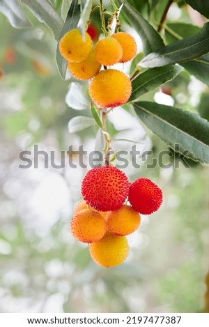 Close up of ripe and unripe fruits of an arbutus tree in autumn. Symbol of Madrid. Strawberry tree of mediterranean climate zone.	