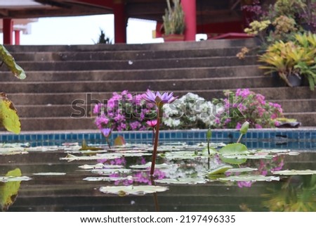 lotus flower in the middle of the basin