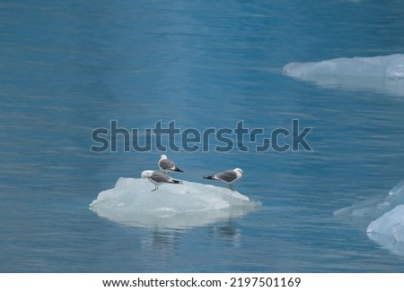 Sea ice and and disappearing glacier of Tracey Arm Alaska with three gull standing on rapidly melting iceberg.