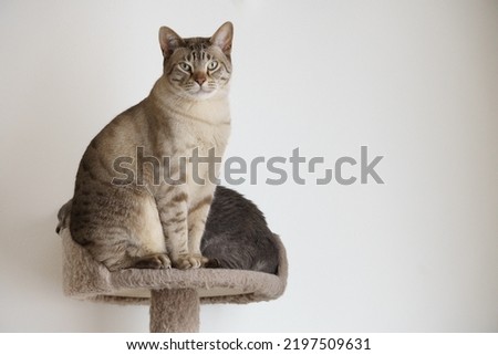 chocolate spotted Australian Mist cat sitting in front of another Australian mist cat Royalty-Free Stock Photo #2197509631