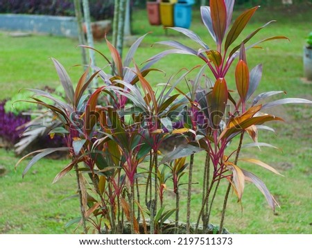Ti Plant (Good Luck Plant) or Cordyline fruticosa is a tropical woody evergreen plant with colorful palm-like leaves Royalty-Free Stock Photo #2197511373