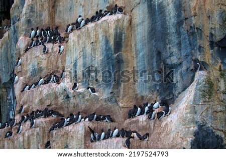 Thick-billed Murres colony at Alkefjellet bird cliff. Home to over 60,000 pairs of Brunnichs Guillemots. Hinlopen, Spitsbergen, Svalbard archipelago, Norway Royalty-Free Stock Photo #2197524793