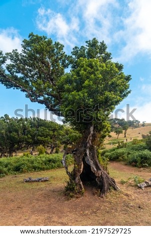 Fanal forest Madeira, beautiful laurel tree with a hole in the middle. Portugal