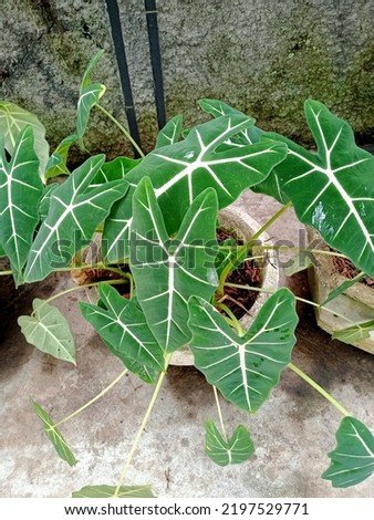 in the morning the leaves with beautiful motifs in pots move in the wind and belong to the type Alocasia micholitziana Sander