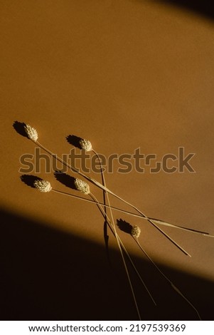Flatlay of dry fluffy bunny tail grass on orange background with soft blurred sunlight shadows. Aesthetic bohemian minimal floral composition with copy space and sun light shades. Parisian vibes