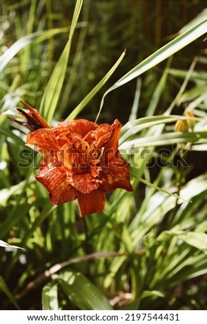 Picture Of An Orange Flower