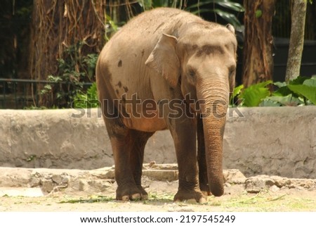 Beautiful adult Asian Elephant walking through the road