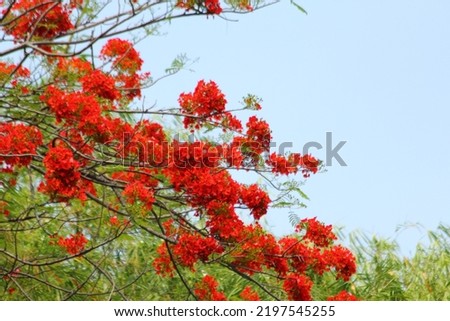 Royal Poinciana Bean Family Fabaceae native to Madagascar with orange-red flowers