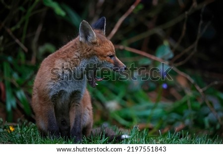 Fox cubs emerging from their den in the garden