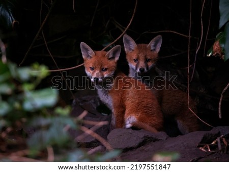 Fox cubs emerging from their den in the garden