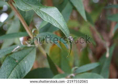 a brown stink bug (halyomorpha halys) on a plant Royalty-Free Stock Photo #2197552061