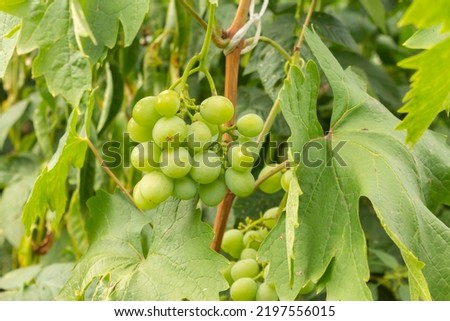 A large bunch of green grapes growing on a vine. ripe grapes.